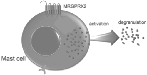 Figure 8. Cellular response of mast cell upon activation of MRGPRX2.