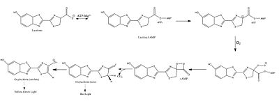 Schematic representation of the Photinus pyralis lucerifase reaction. Step 1: Photinus pyralis luciferase catalyzes the production of luciferyl-AMP from luciferin and ATP. An inorganic pyrophosphate is released in this reaction. Step 2: Photinus pyralis luciferase then converts luciferyl-AMP and O2 into oxyluciferin* and CO2. When the electrons on the oxygen of oxyluciferin* relax from their excited state, light is emitted.