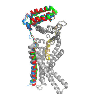 Figure 2. Superimposition of RAMP1, RAMP2, and RAMP3. RAMP1 is red, RAMP2 is blue, and RAMP3 is green.  The amylin ligand is dark yellow, and the calcitonin ligand is pale yellow.