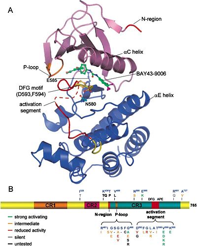 A. Structure of B-RAF Kinase Domain  B. Schematic B-RAF Primary Structure
