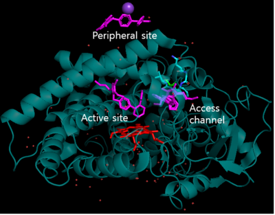 Figure 5.CYP2C9 Wild Type with losartan binding. Cyan: protein, orange:heme, magenta:Losartan