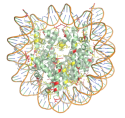 Figure 1. The nucleosome structure consisting of the histone octamer and DNA. Arginine residues are shown in yellow, lysine residues are shown in red. PDB: 3kwq