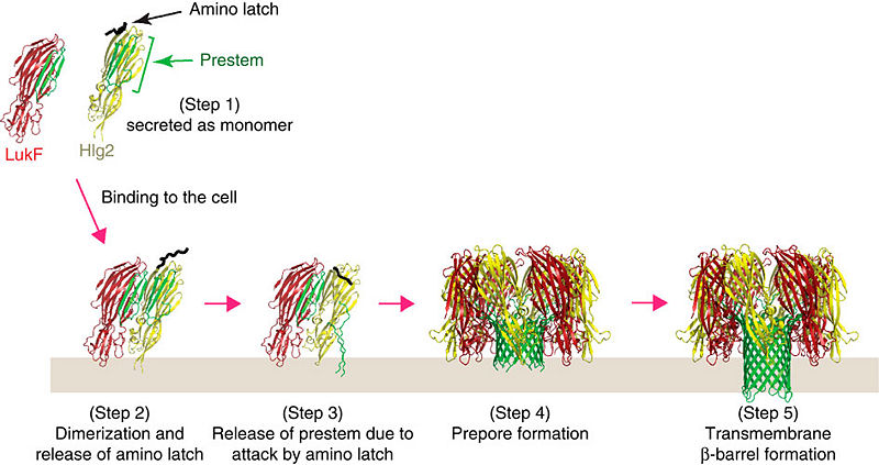 Image:Ncomms5897-f5.jpg