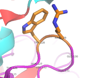 A cation-π interaction between Trp128 and Arg 129 in alpha thrombin (PDB: 2BDY). The guanidinium carbon is 3.6 angstroms from the top edge of the Trp. It is expected that the epsilon nitrogen forms the primary cation-π interaction. The electrostatic and Van der Waals interaction energies were calculated to be -3.29 kcal/mol and -3.08 kcal/mol respectively by the CaPTURE program (http://capture.caltech.edu/result.cgi).