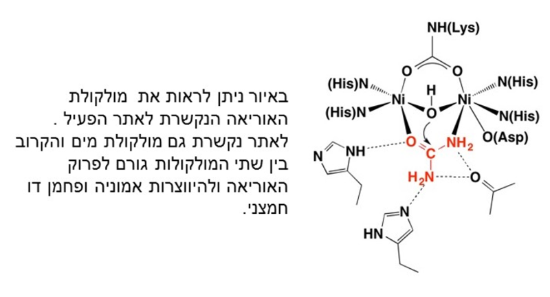 Image:Enzyme reaction with exp.png