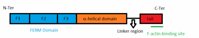 Domain organization of ERM