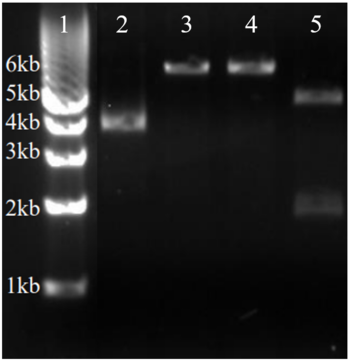 Lane one contains ladder. Lane two contains pDNA without enzyme. Lane three contains pDNA + Xho1. Lane four contains pDNA + Nde1. Lane 5 contains pDNA + Xho1 + Nde1. Image has been modified to only show lanes of interest.
