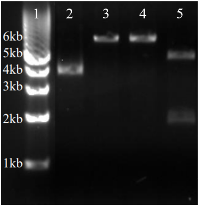 Lane one contains ladder. Lane two contains pDNA without enzyme. Lane three contains pDNA + Xho1. Lane four contains pDNA + Nde1. Lane 5 contains pDNA + Xho1 + Nde1.