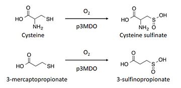 Thiol dioxygenase of Pseudomonas aeruginosa