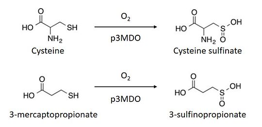 Thiol dioxygenase of Pseudomonas aeruginosa