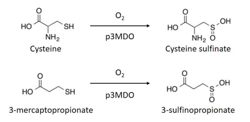 Image:Thiol dioxygenase.jpg