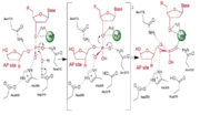 Figure 3. APE1 enzymatic mechanism of phosphodiester bond cleavage of abasic DNA.