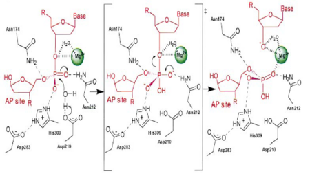 Figure 3. APE1 enzymatic mechanism of phosphodiester bond cleavage of abasic DNA.