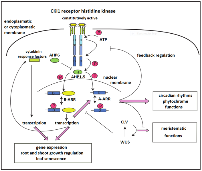 Image:Cki1signalizace.png