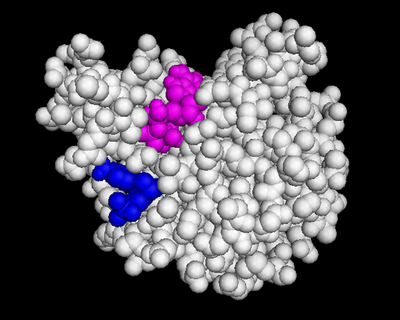 dCMP (purple) docked with 3HDT and cofactor ATP (pink). Visualized in PyMOL.