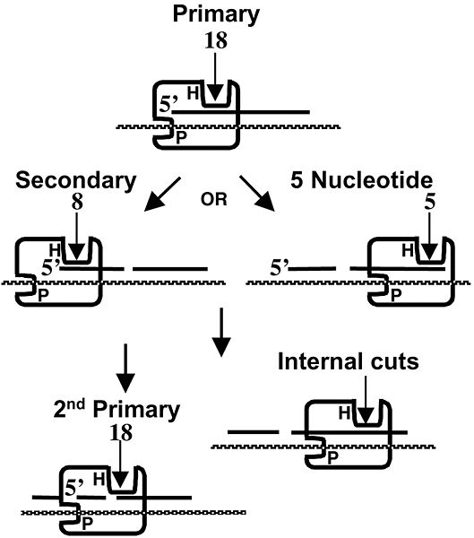 Image:HIV-RT RNase H activity.jpg