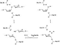 Papain Mechanism