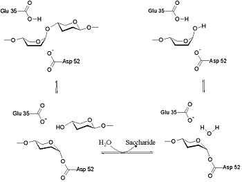 Mechanism of Lysozyme