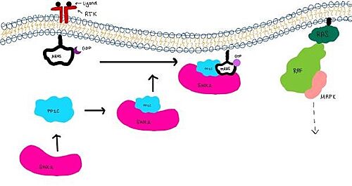 Figure 1:Signaling cascade is shown with SHOC2 in pink, PP1C in blue, and MRAs in white.