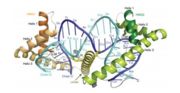 Image taken from RUBIO-COSIALS et al.(2011). Graphical representation of the crystalline structure of TFAM linked to the LSP promoter of mtDNA.