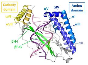 Secondary structures of the Tus protein.