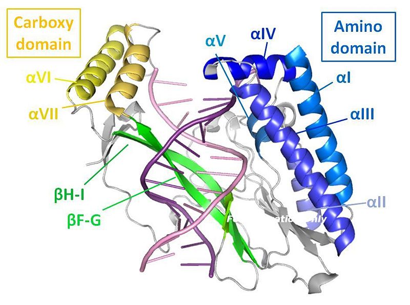 Image:Tus 1 labelled helices.jpg