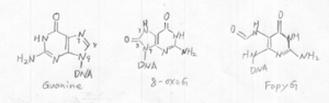 Fig1 Guanine oxidative products: 8-oxoG and fapyG [3]