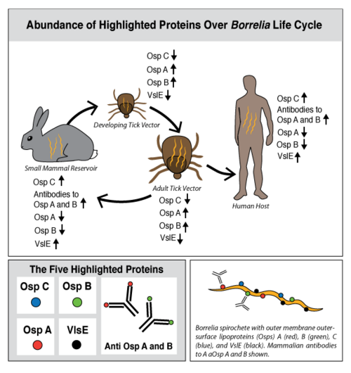 Borrelia Gene Expression Over Life Cycle.