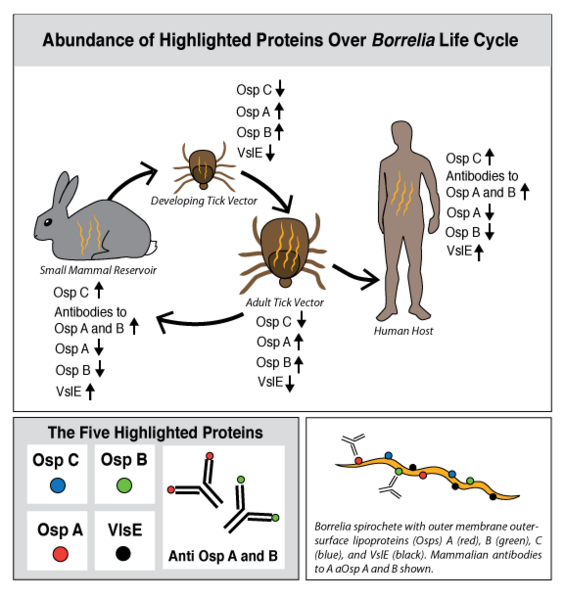 Image:BorreliaGeneExpressionCycle.png