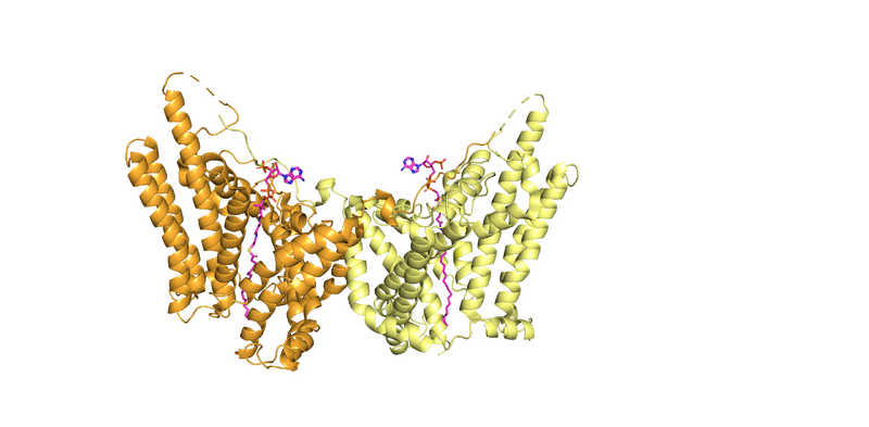 Image:DGAT homodimer.png