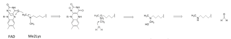 Image:LSD1Mechanism.png