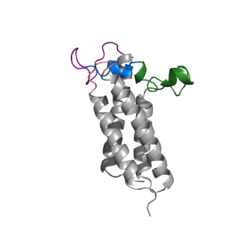 Figure 1. Closed Conformation of VKOR due to Warfarin Binding