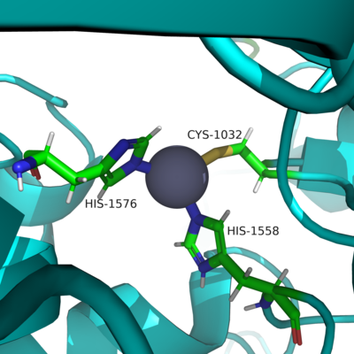 Figure 2. Triad of Residues that keep Neurofibromin in the Closed Conformation.