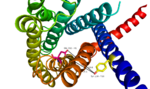 Fig.8: Relationship between Tyr138 and Glu362 - residues found to have direct relationship to glucagon binding affinity.