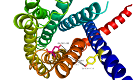 Fig.8: Relationship between Tyr138 and Glu362 - residues found to have direct relationship to glucagon binding affinity.