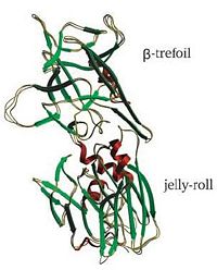 An overlap of three copies of the TeNT Hc structure.  This image helps to illustrate the two separte and distinct domains of the Hc fragment of tetanospasmin.