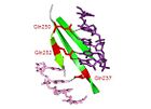 Base-specific polar contacts between the βJ strand and the major DNA groove.
