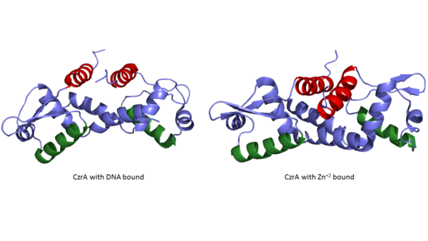 Figure 2:Comparison of CzrA with Zn+2 bound and CzrA with DNA bound with the alpha five helices shown in red and the alpha four helices shown in green