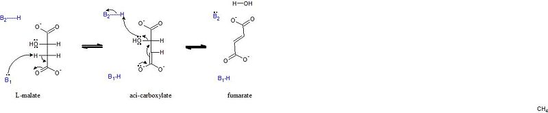 Image:Fumarase mechanism.jpg