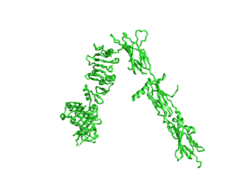 Figure 1. An image of the Insulin Receptor Alpha subunit in V conformation.