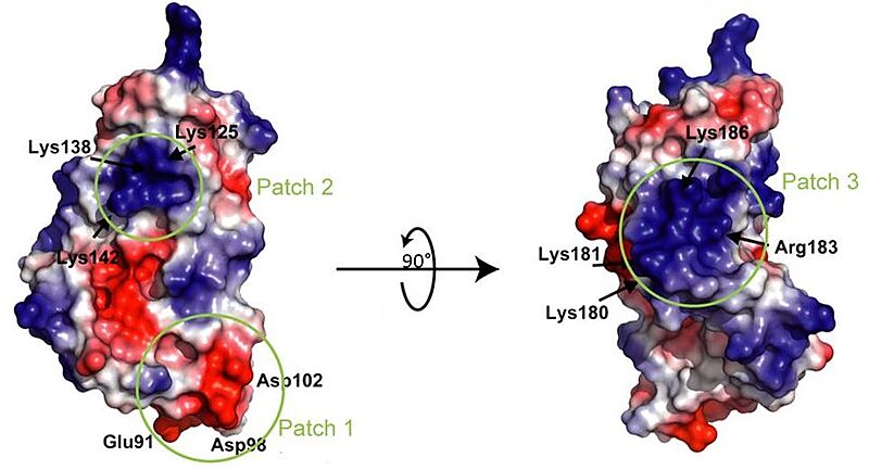 Image:PatchLntA.JPG