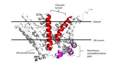 Figure 3. Shows the location of the lateral gate accessed via the ER lumen side of the membrane, the cytosolic tunnel via the cytosol side of the membrane as well as the ER-luminal funnel on the ER lumen side of the membrane.