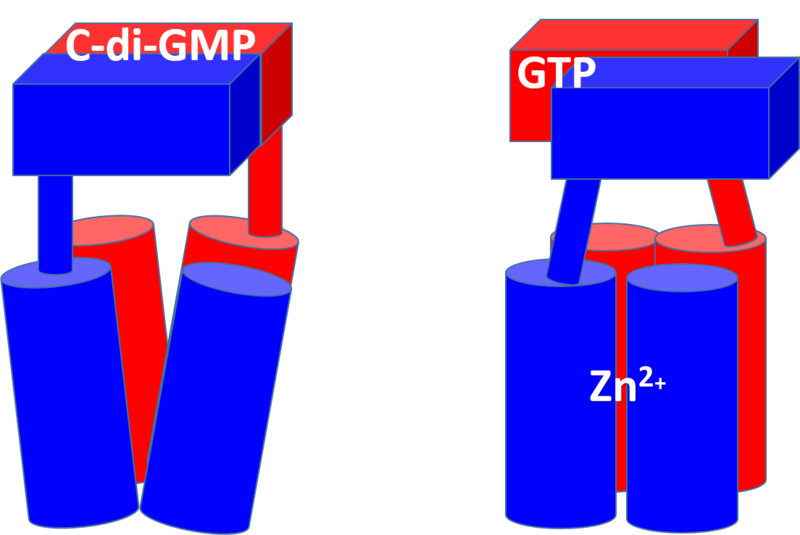 Image:Conformation change 2 bold.png