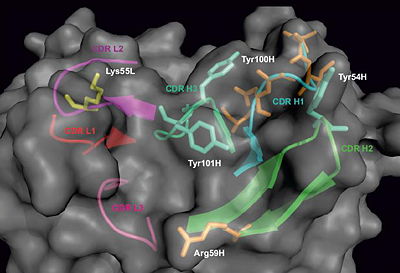 Structural insight into the epitope of monoclonal antibody DC25 at 2.4 resolution