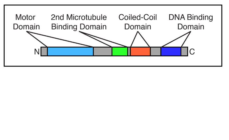 Image:Kif22 Domains2.jpg