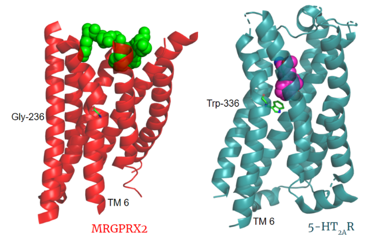 Image:MRGPRX2 closer together.png
