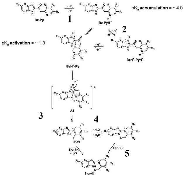 Image:Mechanism of inhibition.jpg