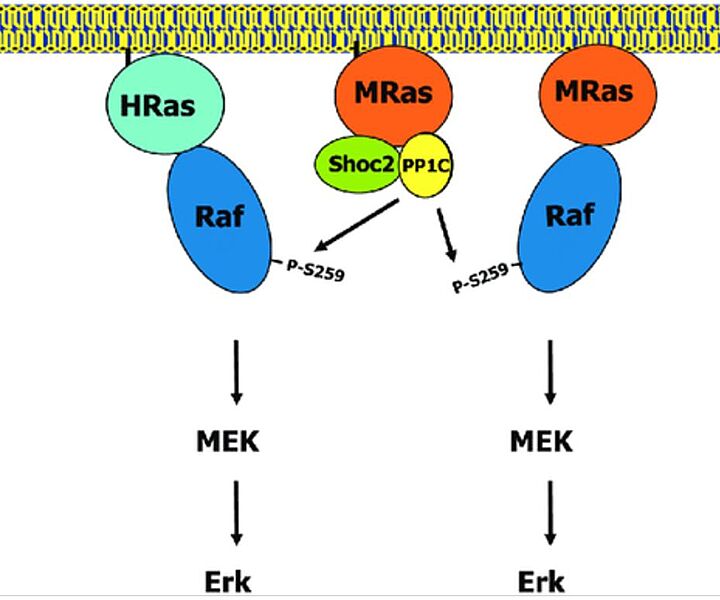 Image:SHOC2-PP1C-MRAS Pathway.JPG