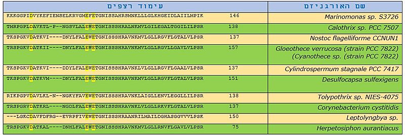 Image:עימוד רצפים BamhI.jpeg