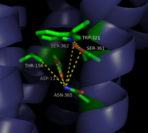 Figure 4: Closed form of sodium binding pocket that caps the entrance of sodium into the top of the binding pocket. (PDB Code:4XEE)